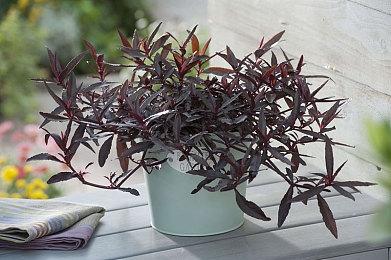 《堕落之主》合作模式和PVP情报 邀请朋友来帮忙