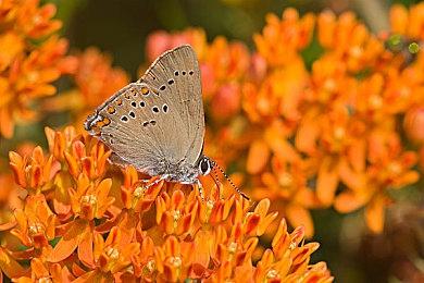 《龙之信条2》角色介绍：女兽人梅内拉 精灵格林多尔和杜兰