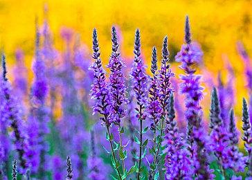 《半条命2 第二章》故事MOD《Swelter》上架steam 